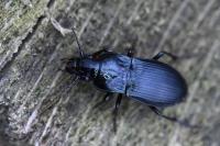 Abax parallelus