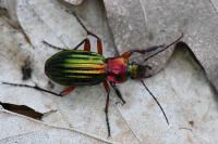 Carabus auronitens