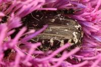 Oxythyrea funesta