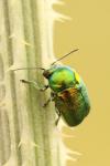 Cryptocephalus