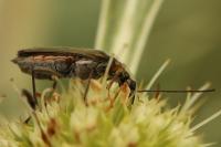 Oedemera flavipes