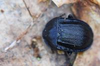 Phosphuga atrata