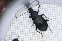 Platynus assimilis