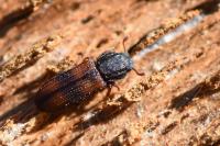 Bitoma crenata