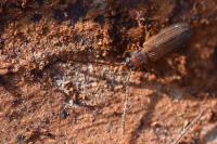 Uleiota planatus