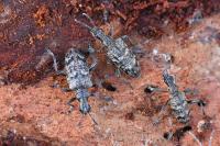 Rhagium inquisitor