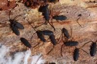 Uleiota planatus