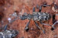 Rhagium inquisitor