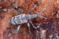 Rhagium inquisitor