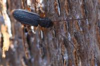 Uleiota planatus