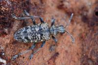 Rhagium inquisitor