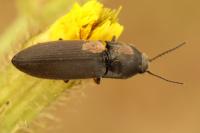 Agriotes