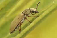 Danacea