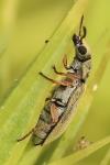 Danacea