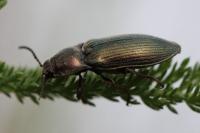 Selatosomus latus