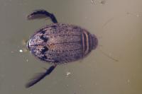 Acilius sulcatus