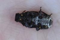 Platyrhinus resinosus