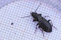 Pterostichus oblongopunctatus