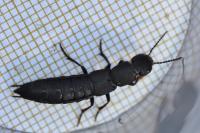 Ocypus aethiops