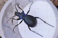 Carabus problematicus