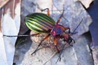 Carabus auronitens