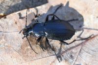 Carabus arvensis