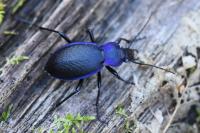 Carabus problematicus