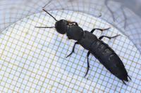 Ocypus aethiops