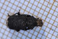Platyrhinus resinosus