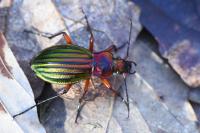 Carabus auronitens