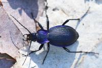 Carabus problematicus