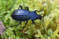 Carabus arvensis