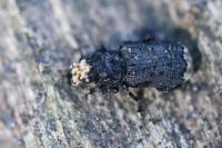 Platyrhinus resinosus