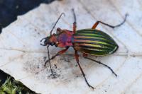 Carabus auronitens