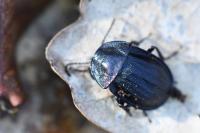 Phosphuga atrata