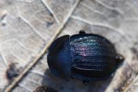 Phosphuga atrata