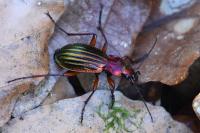 Carabus auronitens