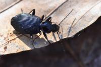 Platynus assimilis