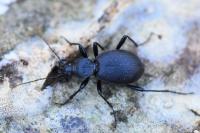 Cychrus caraboides