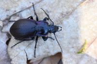 Carabus nemoralis