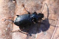 Pterostichus oblongopunctatus