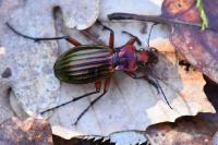 Carabus auronitens