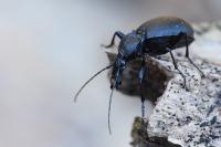Cychrus caraboides