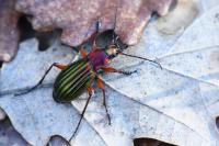 Carabus auronitens