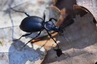 Cychrus caraboides