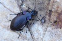 Carabus nemoralis
