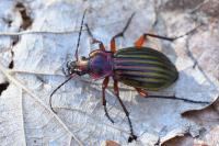 Carabus auronitens