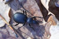 Cychrus caraboides
