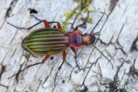 Carabus auronitens