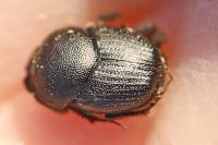 Onthophagus